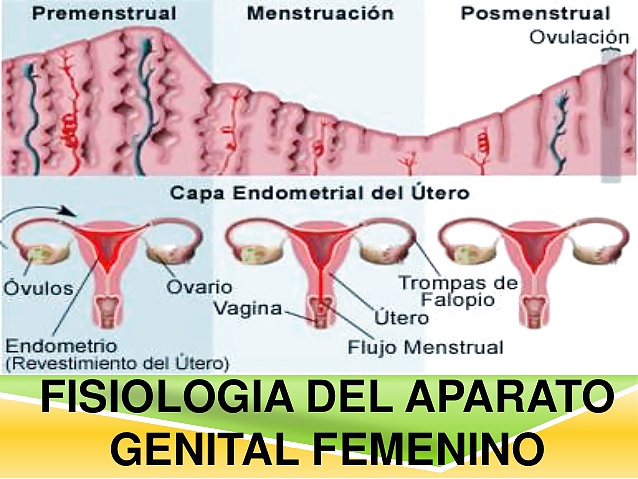 Porn image La Vagina de Diana Carolina Fuentes Haro