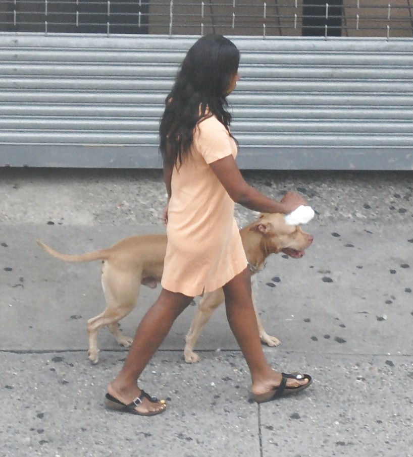 Porn image Harlem Girls in the Heat 294 New York - Pit Bull Dog Bitches