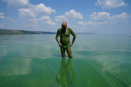 in green algae         