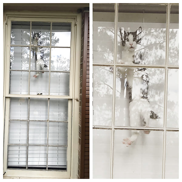 Porn image Girls and Diverses 22