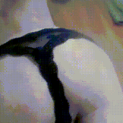 いくつかのGIF動画