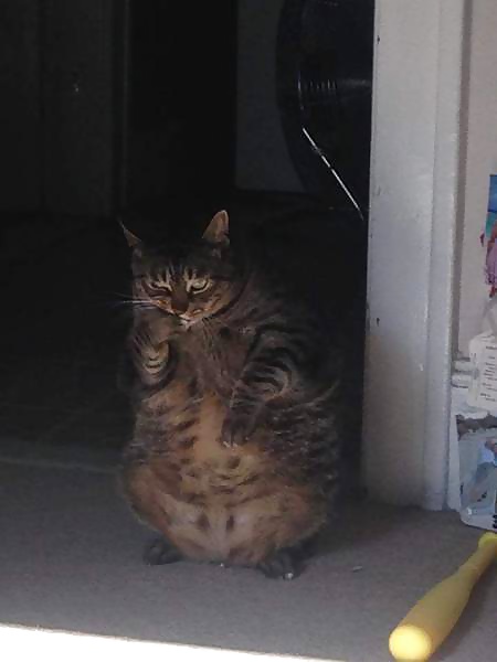 Porn image Girls and Diverses 109